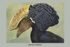 Crested Hornbill.  High quality vintage art reproduction by Buyenlarge.  One of many rare and wonderful images brought forward in time.  I hope they bring you pleasure each and every time you look at them. Poster Print by Louis Agassiz  Fuertes - Ite