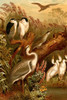 Egrets & Cranes.  High quality vintage art reproduction by Buyenlarge.  One of many rare and wonderful images brought forward in time.  I hope they bring you pleasure each and every time you look at them. Poster Print by F.W.  Kuhnert - Item # VARBLL