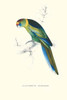 Barnard's Parakeet.  High quality vintage art reproduction by Buyenlarge.  One of many rare and wonderful images brought forward in time.  I hope they bring you pleasure each and every time you look at them. Poster Print by Edward  Lear - Item # VARB