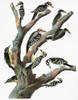 Audubon: Woodpeckers. /Nnorthern Three-Toed Woodpecker (Picoides Tridactylus) [Two, Upper Right], And Hairy Woodpecker (Picoides Villosus). Engraving After John James Audubon For His 'Birds Of America,' 1827-38. Poster Print by Granger Collection - I