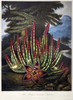 Thornton: Stapelia. /Nthe Maggot-Bearing Stapelia (Stapelia Hirsuta L.). Engraving By Joseph Constantine Stadler After A Painting By Peter Henderson For 'The Temple Of Flora,' By Robert John Thornton, 1801. Poster Print by Granger Collection - Item #