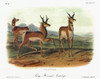 Audubon: Antelope. /Npronghorn, Or American Antelope (Antilocapra Americana). Lithograph, C1851, After A Painting By John Woodhouse Audubon For John James Audubon'S 'Viviparous Quadrupeds Of North America.' Poster Print by Granger Collection - Item #