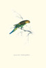 Undulated Parakeet.  High quality vintage art reproduction by Buyenlarge.  One of many rare and wonderful images brought forward in time.  I hope they bring you pleasure each and every time you look at them. Poster Print by Edward  Lear - Item # VARB
