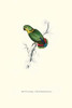 Swindern's Parakeet.  High quality vintage art reproduction by Buyenlarge.  One of many rare and wonderful images brought forward in time.  I hope they bring you pleasure each and every time you look at them. Poster Print by Edward  Lear - Item # VAR