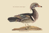 Summer Duck.  High quality vintage art reproduction by Buyenlarge.  One of many rare and wonderful images brought forward in time.  I hope they bring you pleasure each and every time you look at them. Poster Print by Catesby Catesby - Item # VARBLL05