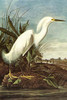 Snowy Egret.  High quality vintage art reproduction by Buyenlarge.  One of many rare and wonderful images brought forward in time.  I hope they bring you pleasure each and every time you look at them. Poster Print by John James Audubon - Item # VARBL