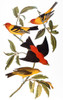 Audubon: Tanager. /Nwestern, Or Louisiana, Tanager (Piranga Ludoviciana), Top And Bottom, And Scarlet Tanager (Piranga Olivacea), Center. Colored Engraving From John James Audubon'S 'The Birds Of America,' 1827-38. Poster Print by Granger Collection