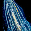 Lobate ctenophore or comb jelly that was photographed close-up several miles offshore of Hawaii Island during a blackwater scuba dive; Island of Hawaii, Hawaii, United States of America Poster Print by Thomas Kline / Design Pics - Item # VARDPI123108
