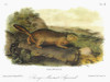 Audubon: Squirrel. /Narctic Ground Squirrel, Or Parry'S Marmot Squirrel (Spermophilus Parryii, Or Urocitellus Parryii). Lithograph, C1849, After A Painting By John James Audubon For His 'Viviparous Quadrupeds Of North America.' Poster Print by Grange