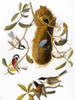 Audubon: Chickadee. /Nchestnut-Backed Chickadee (Parus Rufescens); Bushtit, Or Chestnut-Crowned Titmouse (Psaltriparus Minimus); And Black-Capped Chickadee (Parus Atricapillus), From John James Audubon'S 'The Birds Of America,' 1827-1838. Poster Prin
