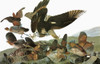 Audubon: Hawk & Bobwhite. /Nred-Shouldered Hawk (Buteo Lineatus) And Northern Bobwhite, Or Virginia Quail (Colinus Virginianus). Engraving After John James Audubon For His 'Birds Of America,' 1827-38. Poster Print by Granger Collection - Item # VARGR