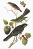 Audubon: Thrushes & Jay. /Nfrom Top: Hermit Thrush (Catharus Guttatus), Townsend'S Solitaire (Myadestes Townsendi), And Young Gray Jay (Perisoreus Canadensis). Engraving After John James Audubon For His 'Birds Of America,' 1827-38. Poster Print by Gr