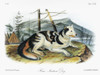 Audubon: Dog. /Nhare Indian, Or Mackenzie River, Dog, An Extinct Breed Of Domesticated Dog (Canis Lupus Familaris). Lithograph, C1854, After A Painting By John Woodhouse Audubon For John James Audubon'S 'Viviparous Quadrupeds Of North America.' Poste