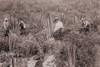 Japanese Americans On Sisal Plantation In Hawaii Ca. 1915. Japanese Emigrated To Hawaii And The American West Coast From 1885 Until 1907 When The United States And Japanese 'Gentleman'S Agreement ' Effectively Ended Japanese - Item # VAREVCHISL022EC1