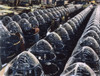 World War Ii: Factory, 1942. /Nwomen Workers Preparing Transparent Plastic Noses For Bomber Aircraft On An Assembly Line At Douglas Aircraft'S Long Beach, California, Plant During World War Ii. Oil Over A Photograph, 1942. Poster Print by Granger Col World War Ii: Factory, 1942. /Nwomen Workers Preparing Transparent Plastic Noses For Bomber Aircraft On An Assembly Line At Douglas Aircraft'S Long Beach, California, Plant During World War Ii. Oil Over A Photograph, 1942. Poster Print by Granger Col