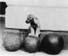 Hoover: Medicine Ball, 1929. /Npresident Herbert Hoover'S Pet Schnauzer Piney Perched Atop One Of The President'S Medicine Balls In Front Of The White House In Washington, D.C. Photograph, 23 September 1929. Poster Print by Granger Collection - Item