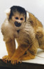 Nasa Monkey, 1985. /Na Squirrel Monkey, Similar To Those Selected To Fly Aboard The Science Module Of Spacelab 3 In The Space Shuttle Challenger'S Cargo Bay During The Sts-51-B Mission. Photograph, 1985. Poster Print by Granger Collection - Item # VA