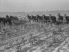 Men And Mules Cultivating Cotton At The Lake Dick Cooperative Association Farm. It Was Established By The New Deal'S Resettlement Administration To Relocate Distressed Farmers To A Collective Farm In Jefferson County History - Item # VAREVCHISL009EC2