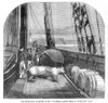 Search For John Franklin. /Nthe Hms 'Fox', One Of The Ships In The Final Search Expedition, 1859, For Sir John Franklin And His Men, Last Seen In 1845. Wood Engraving From A Contemporary English Newspaper. Poster Print by Granger Collection - Item #