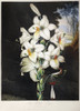 Thornton: White Lily. /Nthe White Lily (Lilium Candidum L.). Engraving By Joseph Constantine Stadler After A Painting By Peter Henderson For 'The Temple Of Flora,' By British Botanist Robert John Thornton, 1800. Poster Print by Granger Collection - I