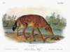 Audubon: Red Wolf. /Nred Wolf (Canis Rufus, Formerly Canis Lupus Rufus). Lithograph, C1851, After A Painting By John Woodhouse Audubon For John James Audubon'S 'Viviparous Quadrupeds Of North America.' Poster Print by Granger Collection - Item # VARG