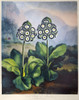 Thornton: Auriculas. /Na Group Of Auriculas (Primula X Pubescens Jacquin). Engraving By Sutherland, After A Painting By Philip Reinagle, For 'The Temple Of Flora,' By Robert John Thornton, 1807. Poster Print by Granger Collection - Item # VARGRC01210