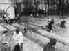 Tsarskoye Selo, 1917. /Ntsar Nicholas Ii, Along With His Family And Staff, Working In The Garden At The Tsarskoye Selo Imperial Palace While Under Guard Following The Tsar'S Abdication, Near Saint Petersburg, Russia. Photograph, 1917. Poster Print by