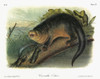 Audubon: Otter. /Nnorth American, Or Canadian, Or Northern, River Otter (Lontra Canadensis, Formerly Lutra Canadensis). Lithograph, C1851, After A Painting By John James Audubon For His 'Viviparous Quadrupeds Of North America.' Poster Print by Grange