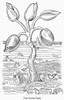 Barnacle Geese Myth. /Na Fanciful Picture Of The 'Breed Of Barnackle-Geese,' The Myth According To Which Gooseneck Barnacles Develop Into Geese. Woodcut From John Gerard'S 'Herball Or Generall Historie Of Plants,' 1597. Poster Print by Granger Collec