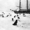 Fridtjof Nansen (1861-1930). /Nnorwegian Arctic Explorer And Statesman. Sledge Dogs On The Ice Near The Exploring Vessel "Fram" During Nansen'S Polar Expedition Of 1893-1896: Contemporary Photograph. Poster Print by Granger Collection - Item # VARGRC