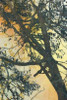 http://c328301.r1.cf1.rackcdn.com/PDXJT007ALARGE.jpg