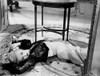 Carole Landis - laying on rug Photo Print (10 x 8) - Item # DAP14434