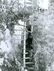 Debra Paget- Climbing spiral staircase Photo Print (8 x 10) - Item # DAP16691