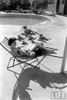 Natalie Wood - Reading Poolside with Stuffed Animals Photo Print (8 x 10) - Item # DAP110001