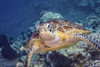 Portrait of a green turtle in the waters of Maratua, Indonesia. Poster Print by Alessandro Cere/Stocktrek Images (17 x 1 - Item # VARPSTACE400009U