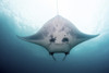 Belly view of a reef manta ray, Nusa Penida, Indonesia. Poster Print by Alessandro Cere/Stocktrek Images - Item # VARPSTACE400025U