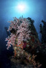 Colony of soft corals on the USS Liberty wreck, Tulamben, Indonesia. Poster Print by Alessandro Cere/Stocktrek Images (1 - Item # VARPSTACE400031U