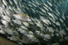 School of yellow snapper in Cabo Pulmo, Mexico. Poster Print by Alessandro Cere/Stocktrek Images - Item # VARPSTACE400055U