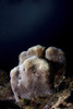 Corals, Cabo Pulmo, Mexico. Poster Print by Alessandro Cere/Stocktrek Images - Item # VARPSTACE400057U