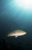 Portrait of a gulf grouper, Cabo Pulmo, Mexico. Poster Print by Alessandro Cere/Stocktrek Images - Item # VARPSTACE400059U