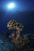 Hard coral, Maldives. Poster Print by Alessandro Cere/Stocktrek Images - Item # VARPSTACE400072U