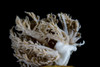Side portrait of Phyllodesmium pinnatum. Anilao, Philippines. Poster Print by Alessandro Cere/Stocktrek Images - Item # VARPSTACE400082U