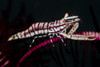 Crinoid shrimp in Anilao, Philippines. Poster Print by Alessandro Cere/Stocktrek Images - Item # VARPSTACE400083U