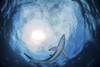 A blue shark circling just above, South Africa. Poster Print by Alessandro Cere/Stocktrek Images - Item # VARPSTACE400153U