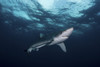 Blue shark, South Africa. Poster Print by Alessandro Cere/Stocktrek Images - Item # VARPSTACE400156U