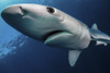 Close-up view of a blue shark, South Africa. Poster Print by Alessandro Cere/Stocktrek Images - Item # VARPSTACE400157U