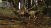 A pair of Buitreraptor dromaeosaurs of South America. Poster Print by Arthur Dorety/Stocktrek Images - Item # VARPSTADR600095P