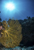 A golden sea fan under the sun, Kadavu Island, Fiji. Poster Print by Brook Peterson/Stocktrek Images - Item # VARPSTBRP400244U