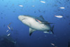 A bull shark cruises overhead in search of food, Kadavu Island, Fiji. Poster Print by Brook Peterson/Stocktrek Images (1 - Item # VARPSTBRP400252U