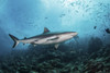 A gray reef shark patrols the reef, Kadavu Island, Fiji. Poster Print by Brook Peterson/Stocktrek Images - Item # VARPSTBRP400254U